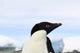Adelie Penguin,  Brown Bluff, Antarctica