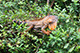 Iguana, Tortuguero, Costa Rica