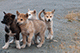 Sledge Dog Puppies, Sisimiut, Greenland