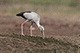 Asian Openbill Stork, Kumbhargaon (Bhigwan), Maharashtra, India