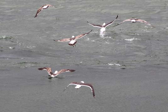 Sea Gulls, Beagle Channel, Ushuaia, Argentina