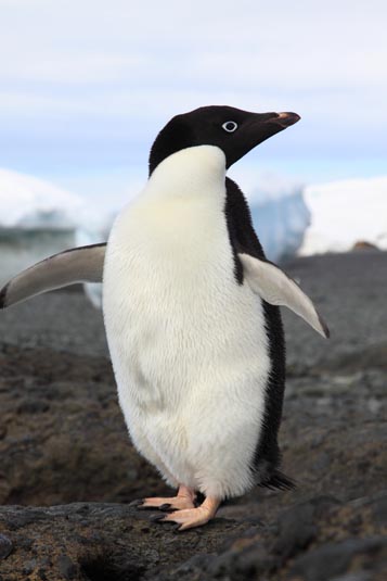 Adelie Penguin,  Brown Bluff, Antarctica
