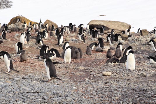 Adelie Penguins,  Brown Bluff, Antarctica