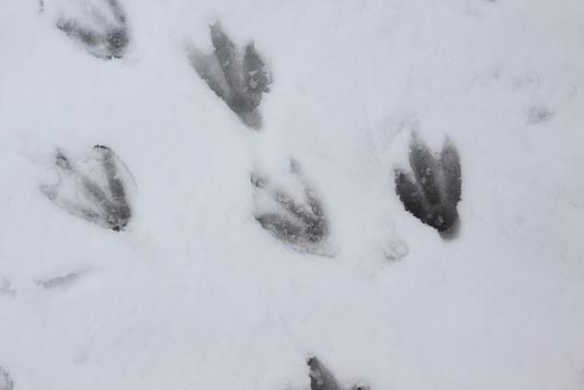 Penguin Footprints, Esperanza Station, Antarctica