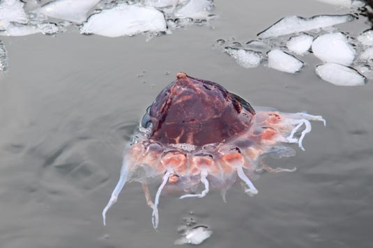 Jellyfish,  Cruising the Skontorp Cove, Antarctica