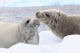 Crabeater Seals, Cruising the Skontorp Cove, Antarctica