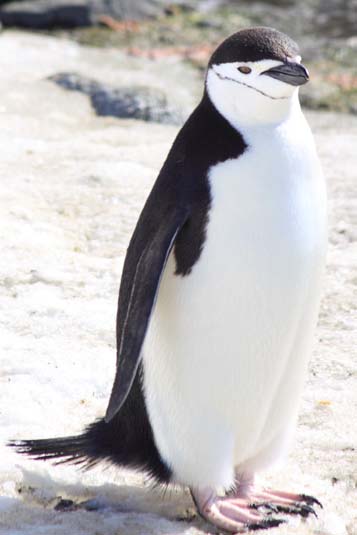 Chinstraps Penguin, Halfmoon Island, Antarctica