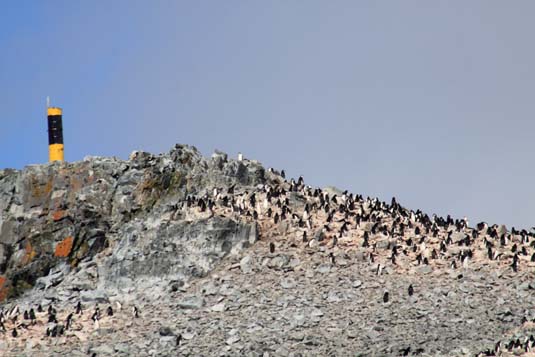 Chinstraps Penguins, Halfmoon Island, Antarctica