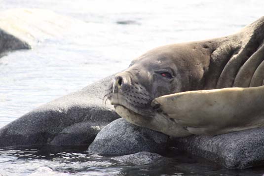 Elephant Seal, Halfmoon Island, Antarctica