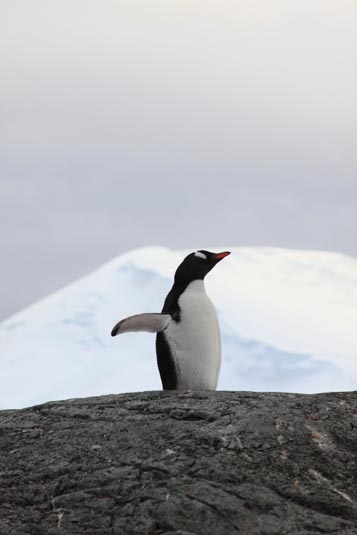 Gentoo Penguin, Petermann Island, Antarctica