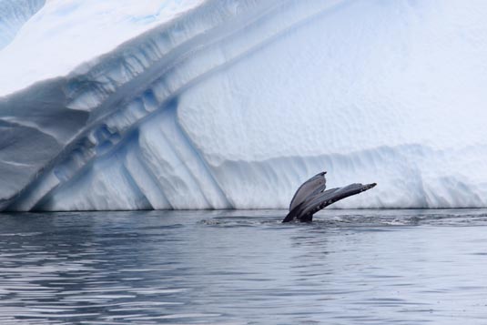 Humpback Whales, Zodiac Cruising in Iceberg Alley, Pleneau Island, Antarctica