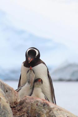 Gentoo Penguins, Petermann Island, Antarctica
