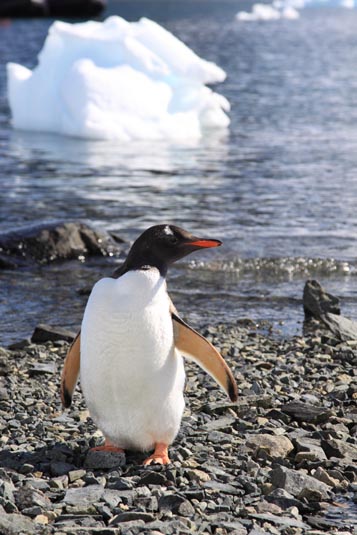 Gentoo Penguin, Cuverville Island, Antarctica