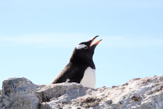 Gentoo Penguins, Cuverville Island, Antarctica