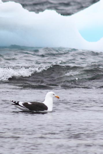 Kelp Gull, Rocas Hydrurga, Gerlache Strait, Antarctica