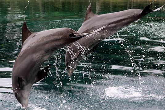 Dolphin Show, Seaworld, Gold Coast, Australia