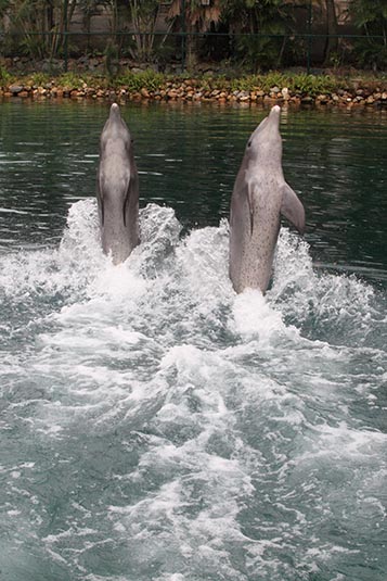 Dolphin Show, Seaworld, Gold Coast, Australia