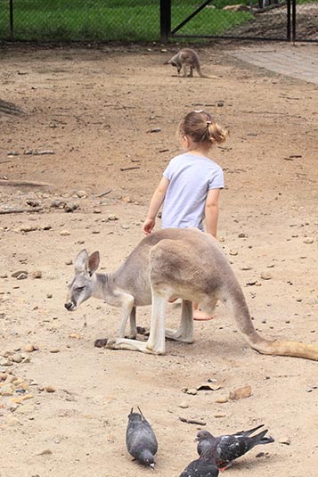 Kangaroo Feeding, Currumbin Sanctuary, Gold Coast, Australia