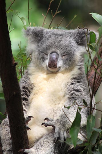 Koala, Currumbin Sanctuary, Gold Coast, Australia