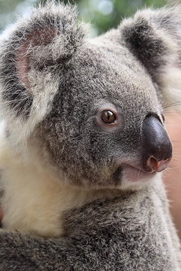 Koala, Dreamworld, Gold Coast, Australia