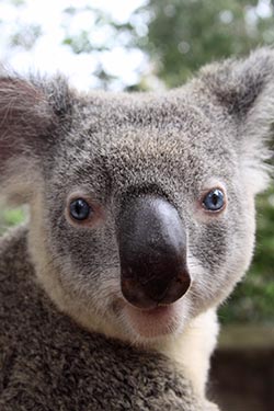 Blue-eyed Koala, Dreamworld, Gold Coast, Australia