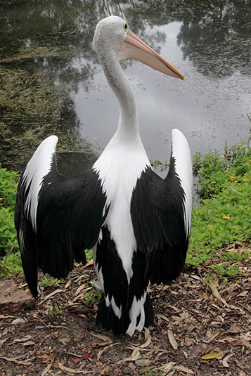 Pelican, Dreamworld, Gold Coast, Australia