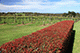 Vineyard, Red Hill, Mornington Peninsula, Victoria, Australia