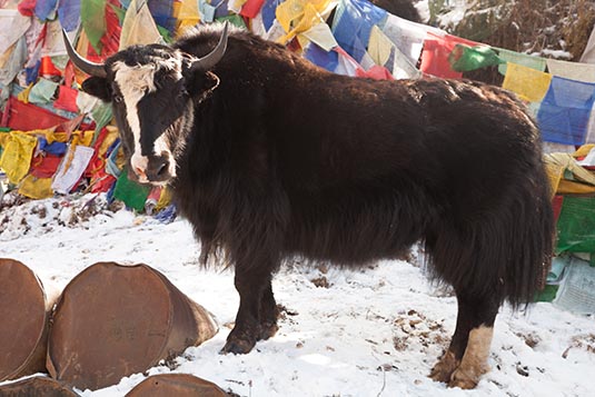 Yak, From Punakha to Bumthang, Bhutan