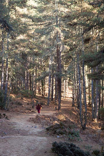 Pine Forest, Along the Gangtey Nature Trail, Phobjikha Valley, Bhutan