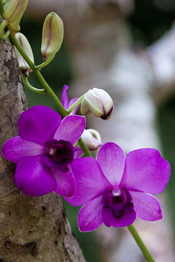Orchids, Siam Reap, Cambodia