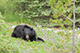 Black Bear, Towards Jasper, Canada