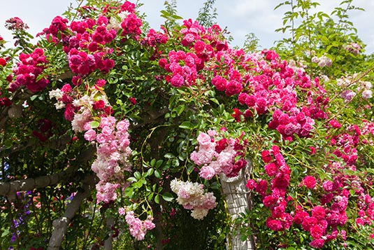 Rose Garden, The Butchart Gardens, Victoria, Canada