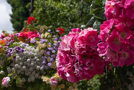 Rose Garden, The Butchart Gardens, Victoria, Canada