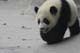Giant Panda, Chengdu