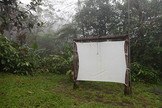Insect Trap, Along the Cloud Forest Trail, Costa Rica