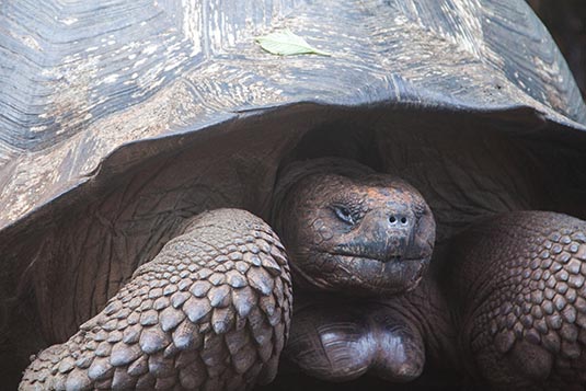 Giant Tortoise, Santa Cruz, Galapagos Islands, Ecuador