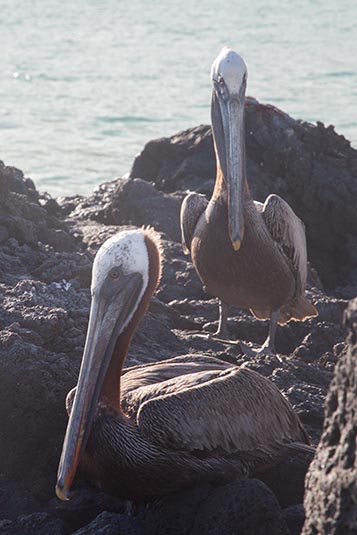 Pelicans, Galapagos Islands, Ecuador