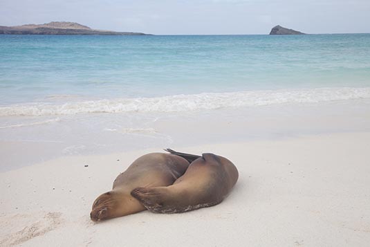 Sea Lions, Galapagos Islands, Ecuador