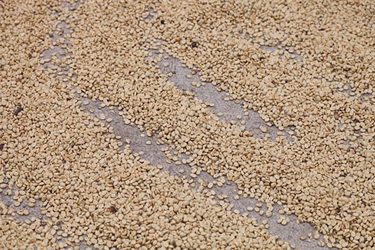Coffee Beans for Drying, San Miguel Escobar, Near Antigua, Guatemala