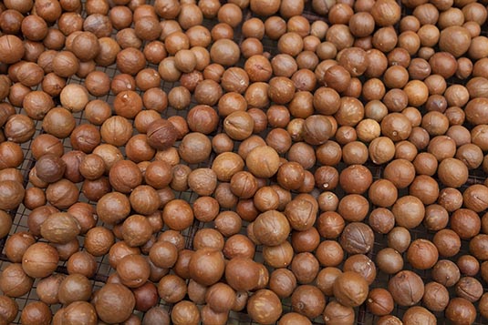 Macadamia Nuts for Drying, Macadamia Farm, Near Antigua, Guatemala