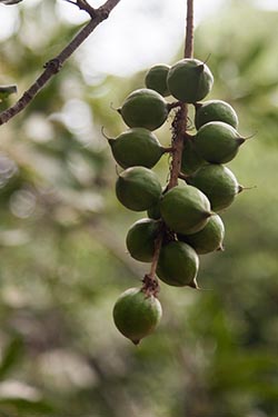 Macadamia, Macadamia Farm, Near Antigua, Guatemala