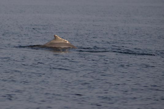 Dolphin, Varca Beach, Goa