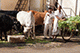 Cows Owner, Ahmedabad, Gujarat, India