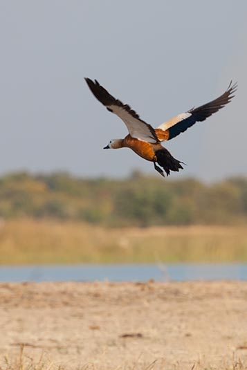 Brahminy Duck, Nal Sarovar, Gujarat, India