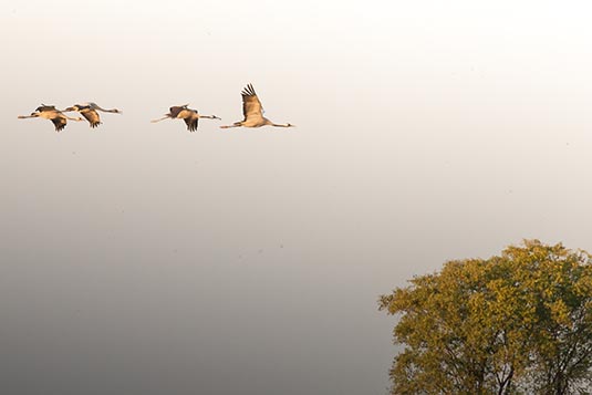 Common Cranes, Nal Sarovar, Gujarat, India