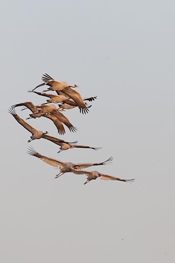 Common Cranes, Nal Sarovar, Gujarat, India