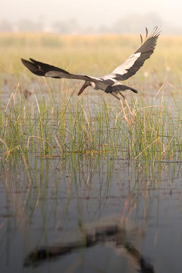 Open Bill Stork, Nal Sarovar, Gujarat, India