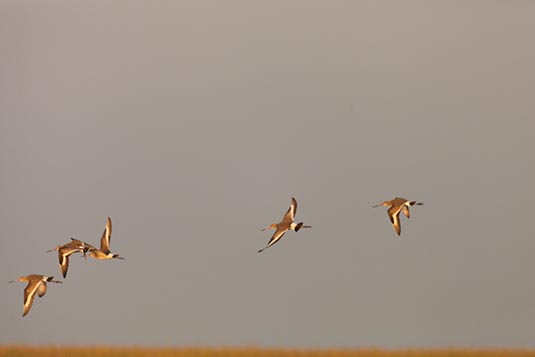 Sandpipers in flight, Nal Sarovar, Gujarat, India