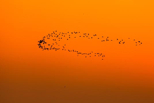 Swarm of birds, Nal Sarovar, Gujarat, India