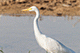 Cattle Egret, Nal Sarovar, Gujarat, India
